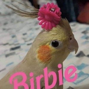 Meet your Posher, Lisette